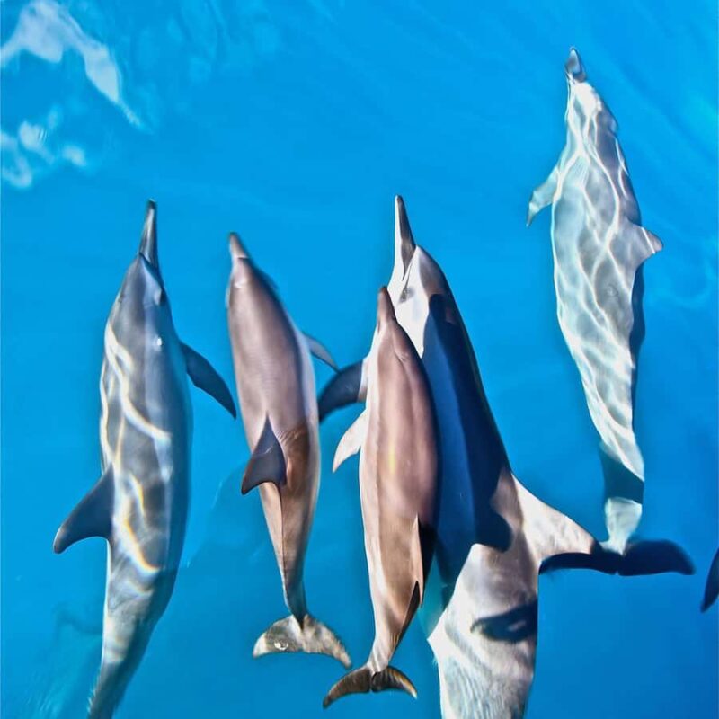 Waimea: N Pali Coast Zodiac Raft Sea Caves + Snorkel - Snorkeling and Marine Wildlife Encounters