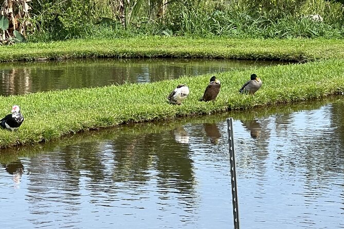 Waipio on Horseback: Mountain Ocean Views Working Cattle Ranch - Encountering Native Plants and Fruit Trees