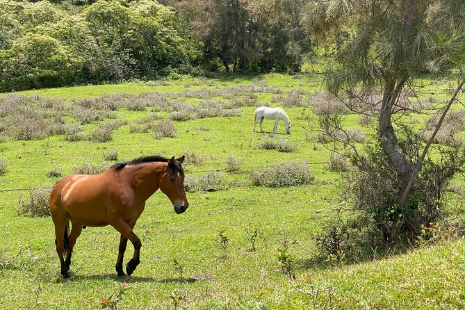 Waipio on Horseback: Mountain Ocean Views Working Cattle Ranch - Riding Among Wild Horses and Livestock