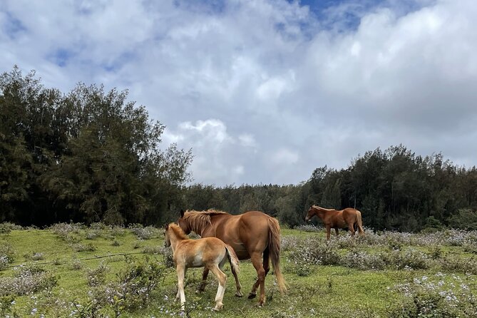 Waipio on Horseback: Mountain Ocean Views Working Cattle Ranch - Physical Requirements and Accessibility