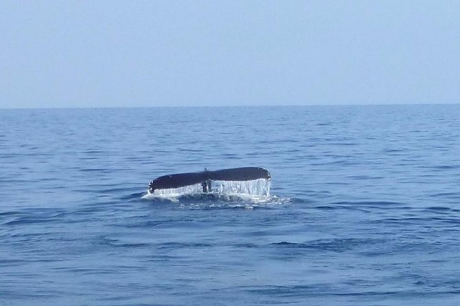 Wake Up With the Whales Cruise from Anaeho'omalu Bay - Key Points