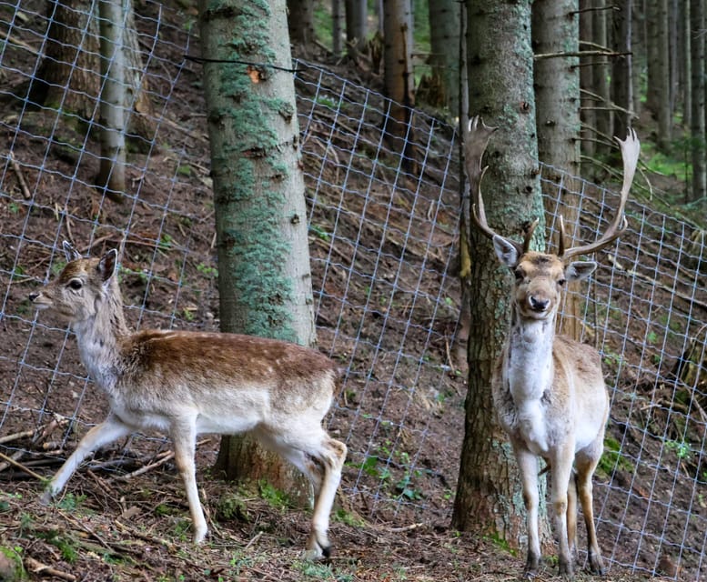 Waksmund: Admission ticket to Brama w Gorce - Family Fun at the Playground and Forest Rope Park