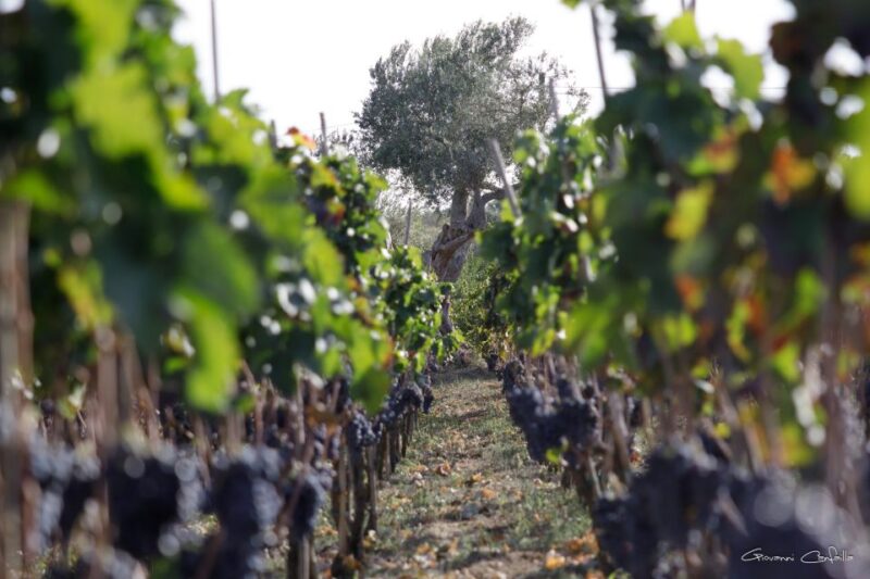 Walk among the rows of vineyards and wine tasting - Tasting Organic Wines Paired with Sicilian Delights