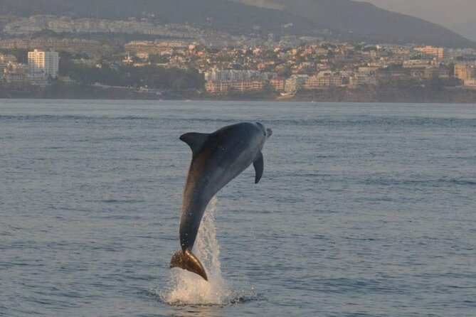 Walk and dolphin watching in Fuengirola + 1 drink - Meeting Point and Accessibility in Fuengirola