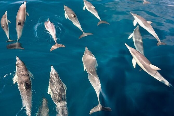 Walk and dolphin watching in Fuengirola + 1 drink - Weather Dependence and Cancellation Policy