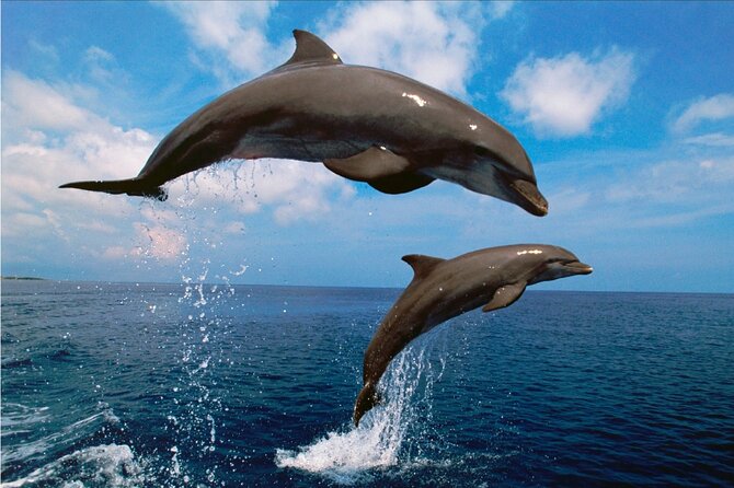 Walk and dolphin watching in Fuengirola + 1 drink - The Benefit of Small Group and Personal Attention