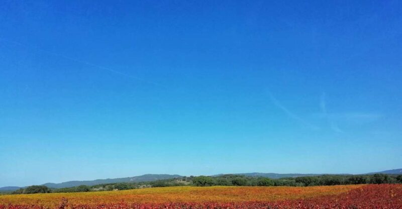 Walk in the Cork Forest Experience Pack - Key Points