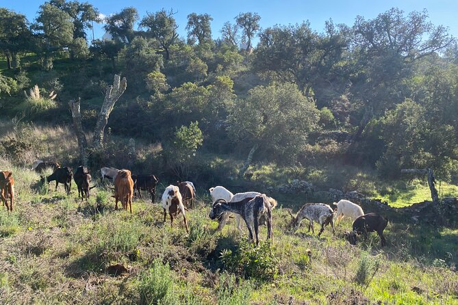 Walk in the Hills with Goat Herder-Local Honey, Wine and Cheese Tasting - Key Points