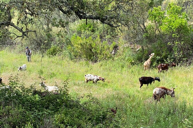 Walk in the Hills with Goat Herder-Local Honey, Wine and Cheese Tasting - Exploring the Portuguese Hills with a Local Guide