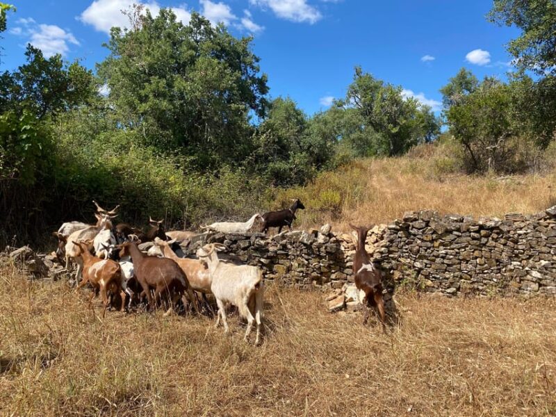 Walk through Hills With a Local Goat Herder and Their Goats - Walk Through Hills With a Local Goat Herder and Their Goats: Final Thoughts
