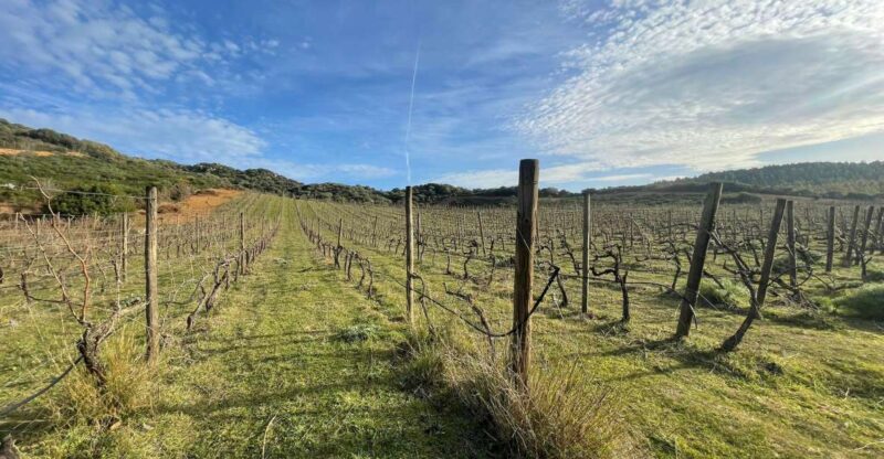 Walk through our vineyard and aperitif - Sardinia Wine and Vineyard Experience: Final Thoughts