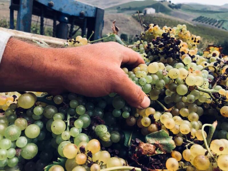 Walk through the olive grove and tasting - Practical Details: Meeting Point and Flexibility