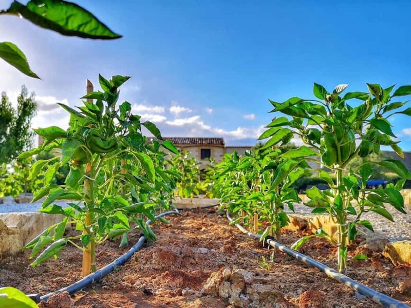 Walk through the olive grove and tasting - Logistics and Accessibility