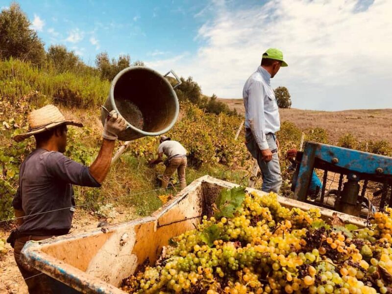 Walk through the olive grove and tasting - Frequently Asked Questions