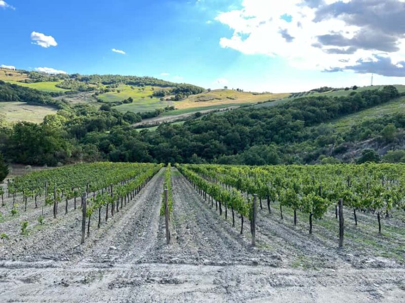 Walk through the vineyard with tasting - Discover the Charm of Tuscany’s Val dOrcia on a Vineyard Walk and Tasting Tour