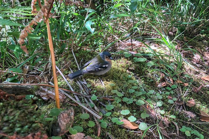 Walk with a local - Hike the 25 Fountains and Risco Levada with Waterfalls