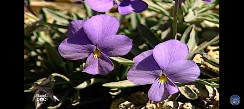 Walking route Icod de los Vinos 1:30h - Key Points