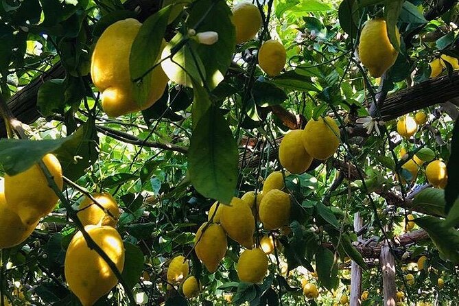Walking tour from Minori to Maiori along the Path of the Lemons - Booking, Cancellation, and Value