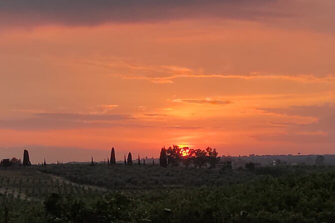 Walking tour Vendicari Nature Reserve, Tonnara and Noto Barocco - The Logistics of the Tour: Ease and Comfort