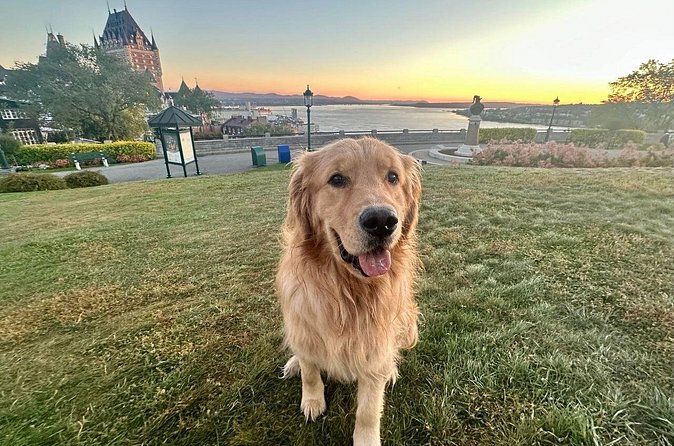 Walking tour with Guide Felix and his dog Meo - The Unique Role of Felix and His Dog Meo