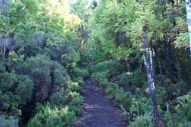 Walking Trails of Terceira - Biscoitos and Untouched Vegetation