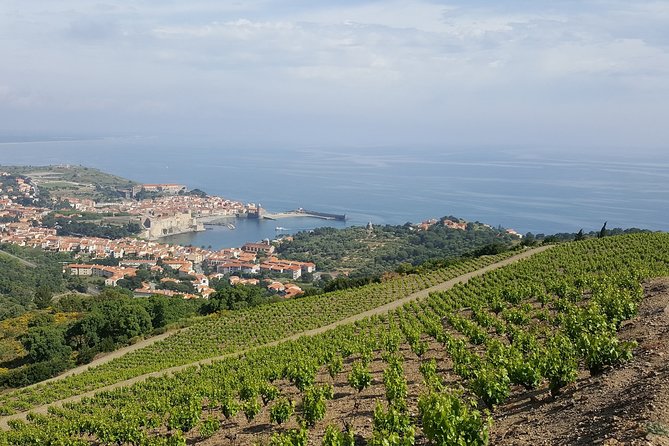 Walks in the heart of the secret vineyards around Collioure, tastings - Vineyards and Heritage: Discovering Local Techniques