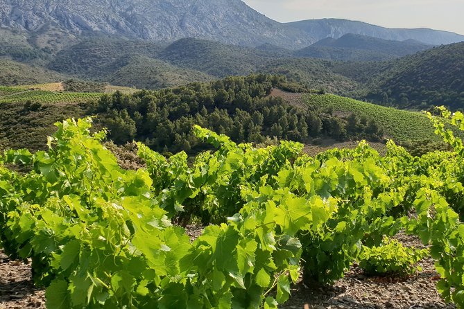 Walks in the heart of the secret vineyards around Collioure, tastings - Physical Demands and Accessibility