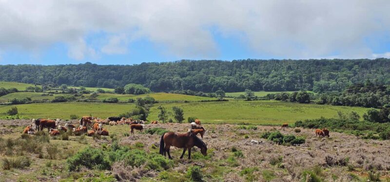 Wareham: Purbeck Countryside Sights E-Bike Tour - Admiring the Natural Wonder of Old Harry Rocks