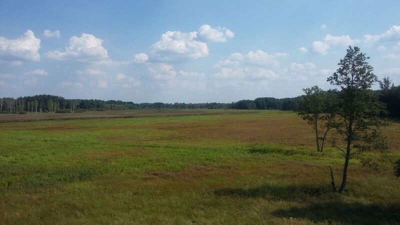 Warsaw: Bialowieza National Park and European Bison Tour - Discover the Last Primeval Forest of the European Lowland and Its Iconic European Bison