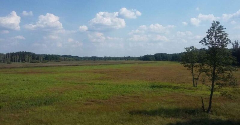 Warsaw: Bialowieza National Park and European Bison Tour - Exploring the Primeval Bialowieza Forest