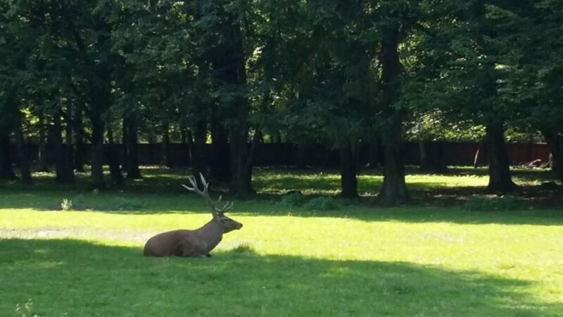 Warsaw: Bialowieza National Park and European Bison Tour - The Role of the Expert Guides and Drivers