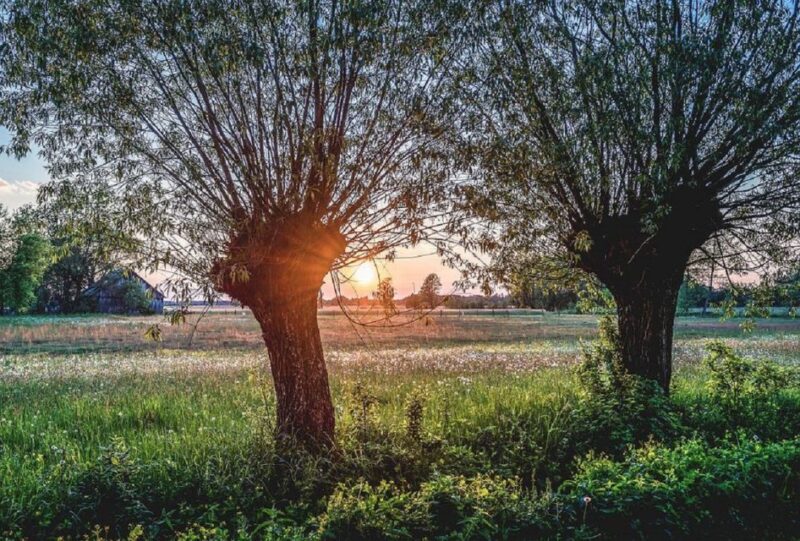 Warsaw: Half-Day Private Chopin Tour to Zelazowa Wola - Starting Point and Tour Logistics in Warsaw