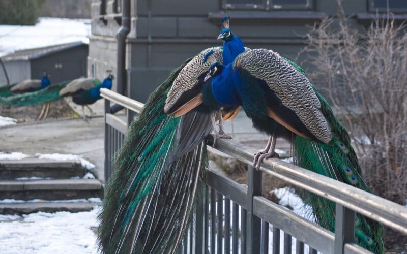 Warsaw Zoo Skip-the-Line Entry Ticket with Private Transport - Unique Animal Encounters You Can Expect