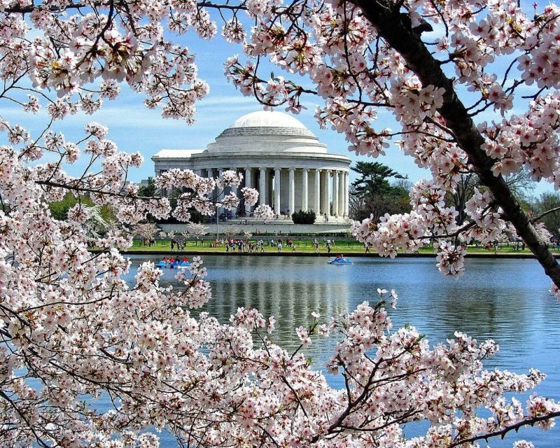 Washington DC: Cherry Blossom Walking Tour - Key Points