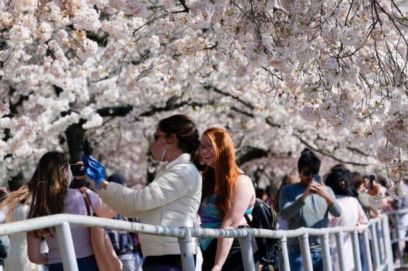 Washington DC: Cherry Blossom Walking Tour - Starting Point at Washington Monument Lodge