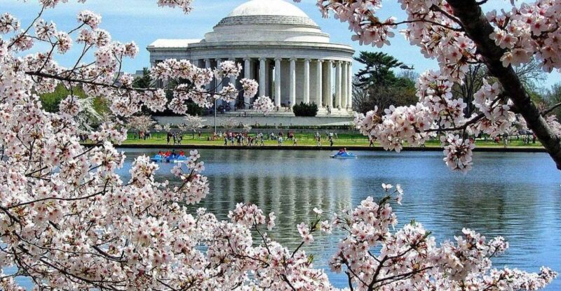 Washington DC: Cherry Blossom Walking Tour - Memorials Honoring Civil Rights and Presidents
