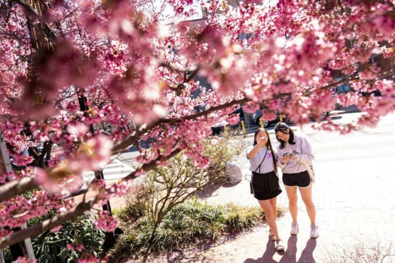 Washington DC: Cherry Blossom Walking Tour - Booking and Cancellation Flexibility