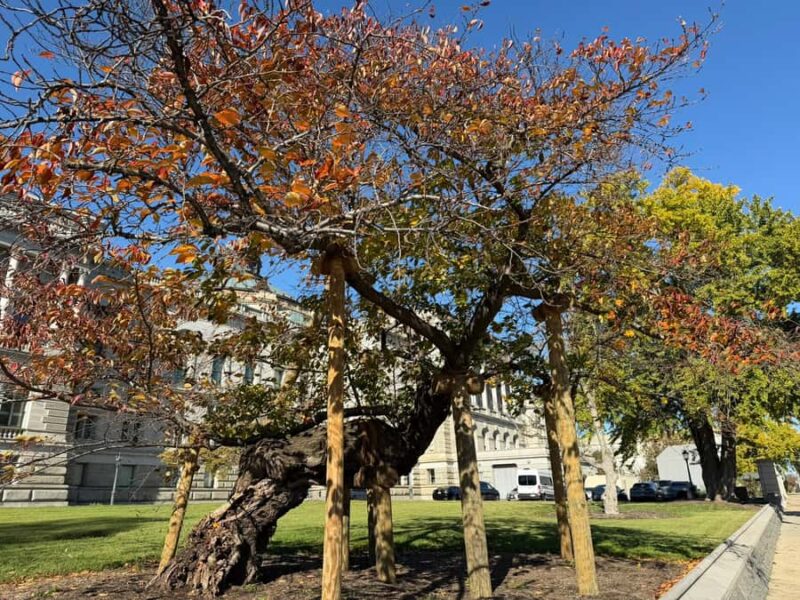 Washington, DC: Women's Advocacy Walking Tour - Key Points