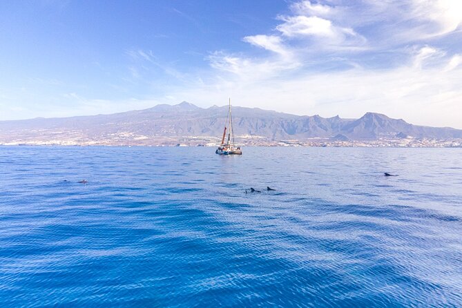 Watching and Listening Whales visiting Los Gigantes&Masca. Food&drinks included - Exploring Tenerife’s Marine Wildlife: Whales and Dolphins