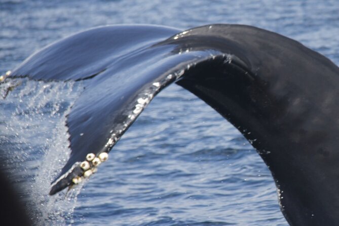 Watching whales and dolphins on Terceira Island - Discover the Best of Marine Life with Water4fun on Terceira Island