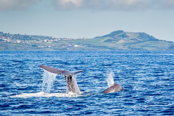 Watching whales and dolphins on Terceira Island - Key Points