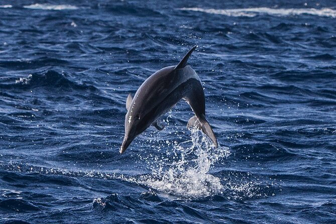 Watching whales and dolphins on Terceira Island - The Azores’ Unique Cetacean Diversity