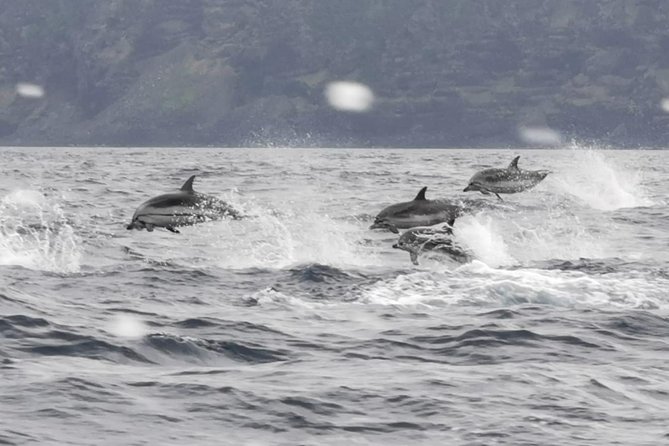 Watching whales and dolphins on Terceira Island - How the Sighting Guarantee Works