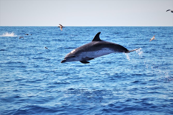 Watching whales and dolphins on Terceira Island - Practical Tips for Booking and Participation