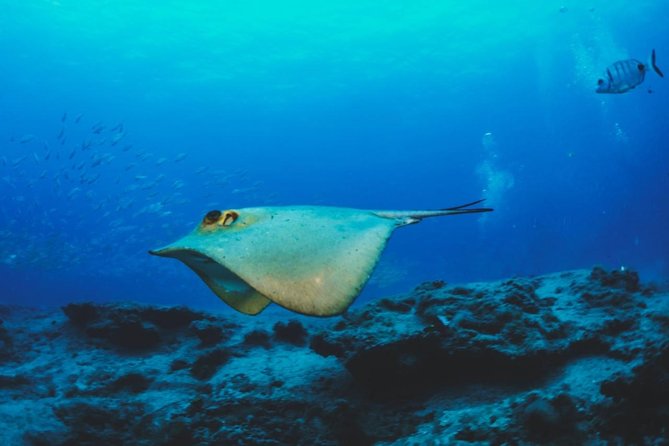 Water Taxi Lobos Island - The Experience Provider: Barracuda Perdomo