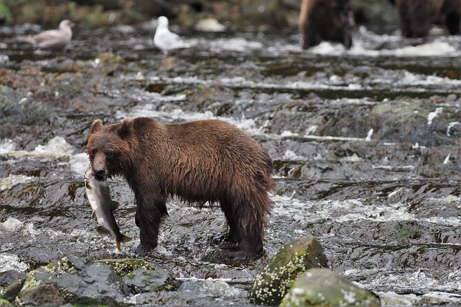 Waterfall Creek Brown Bear Viewing Juneau - Discover the Waterfall Creek Brown Bear Viewing Tour in Juneau