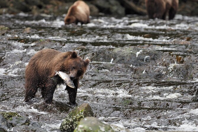 Waterfall Creek Brown Bear Viewing Juneau - Why Waterfall Creek Offers Unmatched Brown Bear Viewing
