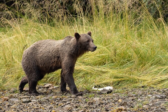 Waterfall Creek Brown Bear Viewing Juneau - The Physical and Safety Requirements for the Tour