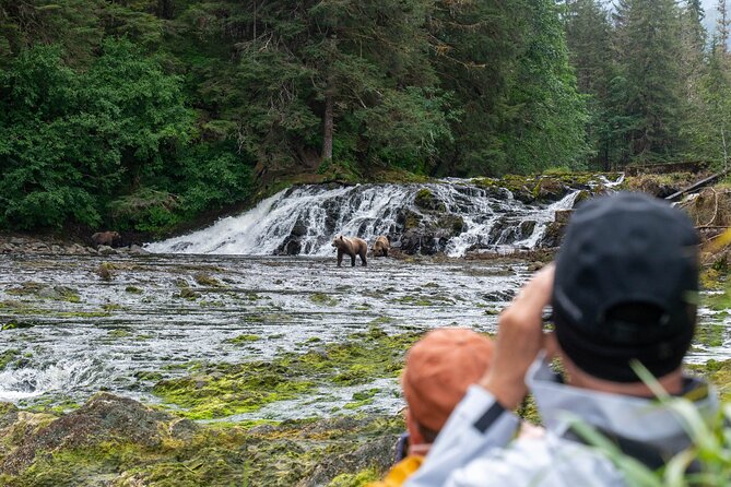 Waterfall Creek Brown Bear Viewing Juneau - What to Expect During the Waterfall Creek Bear Viewing