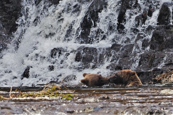 Waterfall Creek Brown Bear Viewing Juneau - Who Will Benefit Most From This Tour